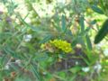 Helianthemum sessiliflorum